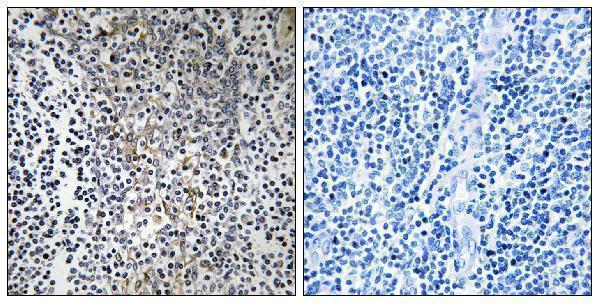 a06155 1 rpl23 primary antibodies ihc testing 1