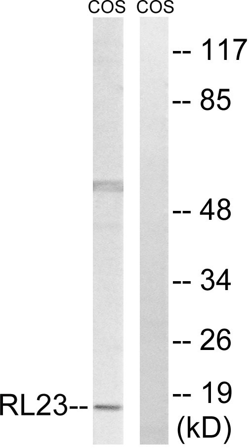a06155 1 rpl23 primary antibodies wb testing 2