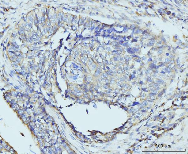 a06155 2 rpl23 primary antibodies ihc testing 4