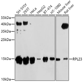 a06155 rpl23 primary antiboties wb testing 1