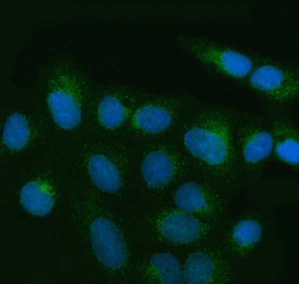 a06158 1 mia3 primary antibodies if testing 5