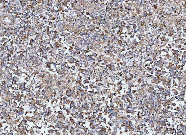a06158 1 mia3 primary antibodies ihc testing 4