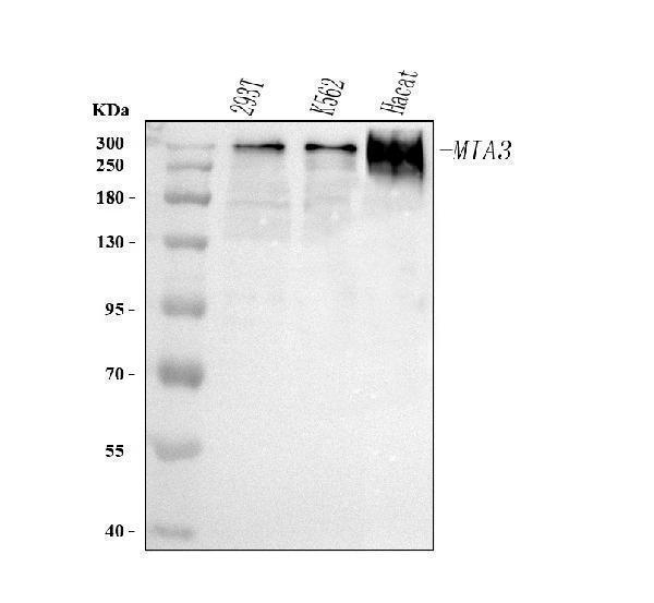  Western blot analysis of MIA3 using anti-MIA3 antibody (A06158-1)