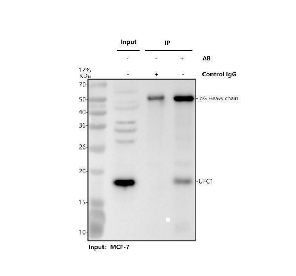 Immunoprecipitating UFC1 in MCF-7 whole cell lysate
