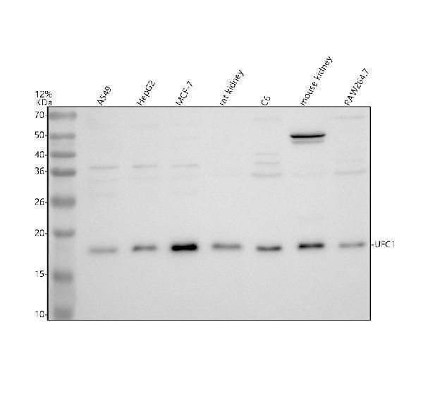 Western blot analysis of UFC1 using anti-UFC1 antibody (A06160)