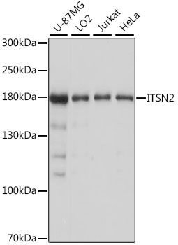 Western blot analysis of extracts of various cell lines, using ITSN2 antibody  at 1:1000 dilution