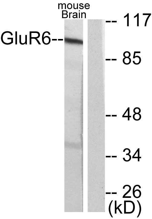 a06163 1 grm6 primary antibodies wb testing 2