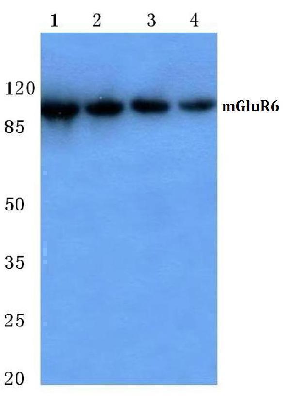 Western blot (WB) analysis of mGluR-6 (A865) polyclonal antibody at 1:500 dilution
Lane1:Hela cell lysate
Lane2:NIH-3T3 cell lysate
Lane3:Raw264
