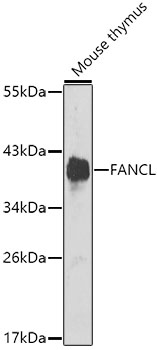 a06164 fancl primary antiboties wb testing 1