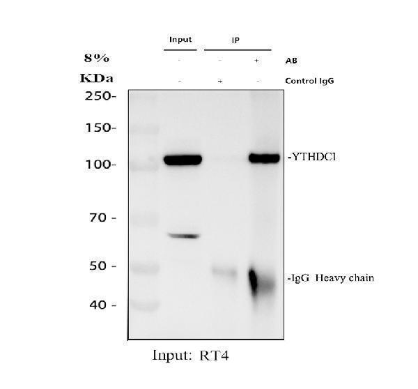 a06172 1 ythdc1 primary antibodies ip testing 1