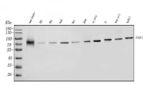 a06172 1 ythdc1 primary antibodies wb testing 1