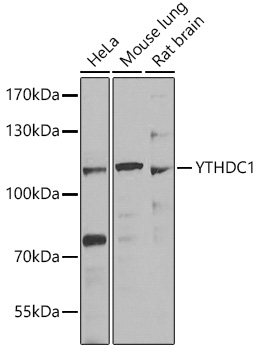a06172 ythdc1 primary antiboties wb testing 1