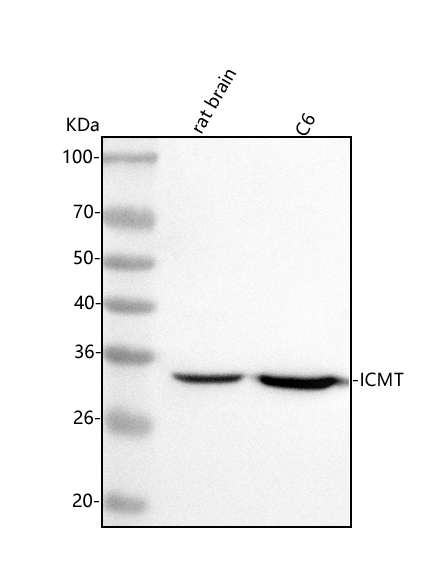  Western blot analysis of ICMT using anti-ICMT antibody (A06174-1)