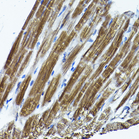 a06174 icmt primary antiboties ihc testing 2