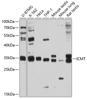 a06174 icmt primary antiboties wb testing 1
