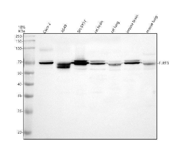a06175 1 flrt3 primary antibodies wb testing 1