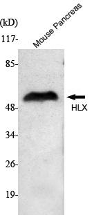 a06177 2 hlx primary antibodies wb testing 1