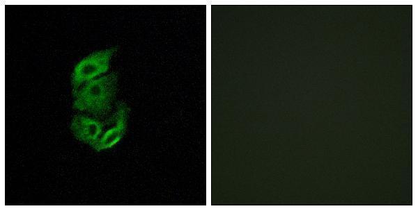 a06178 1 stard13 primary antibodies if testing 1