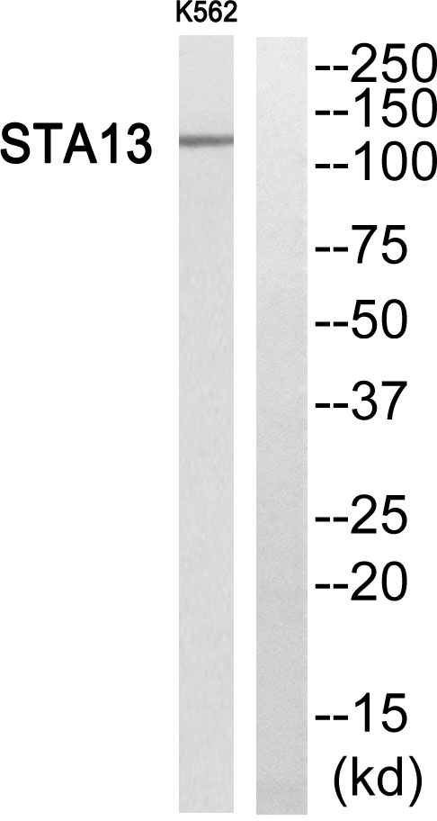a06178 1 stard13 primary antibodies wb testing 3