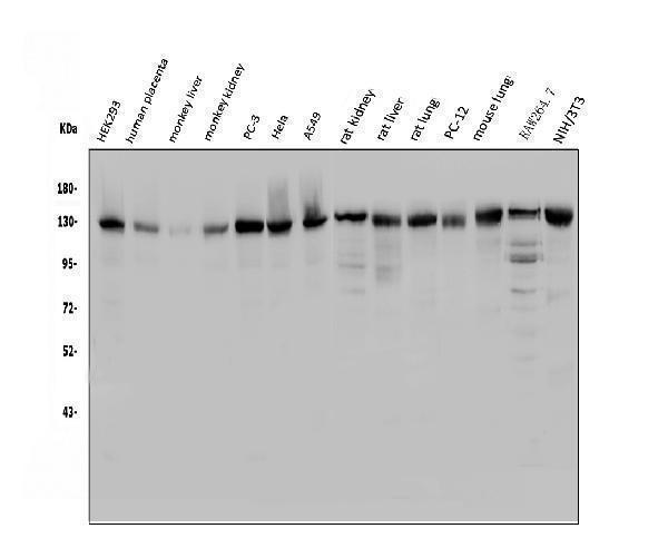 a06182 1 usp25 primary antibodies wb testing 1