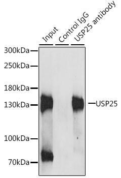 a06182 2 usp25 primary antiboties ip testing 2