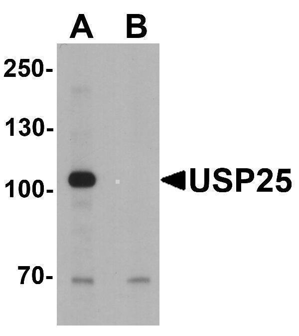 a06182 usp25 primary antibodies wb testing 1