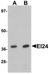 a06183 ei24 primary antibodies wb testing 1