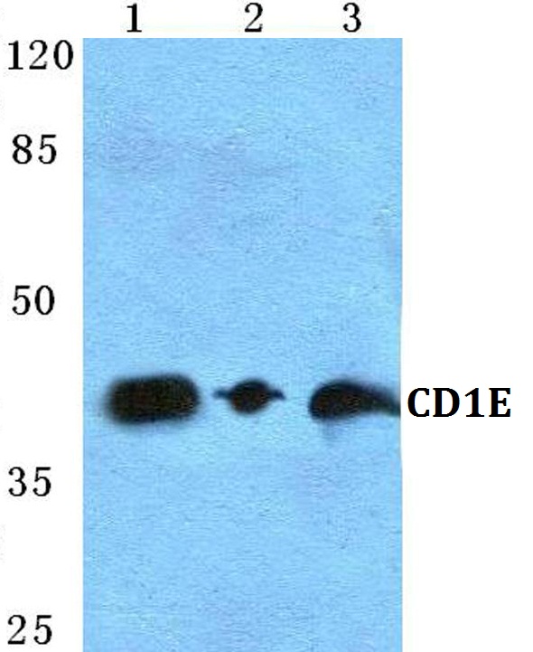 a06184 1 cd1e primary antiboties wb testing 1