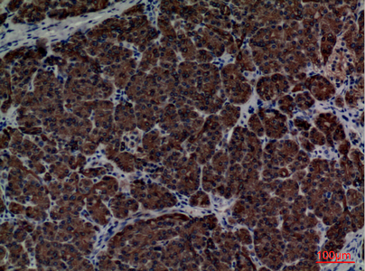 a06184 cd1e primary antibodies ihc testing 1
