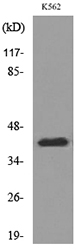 a06184 cd1e primary antibodies wb testing 3