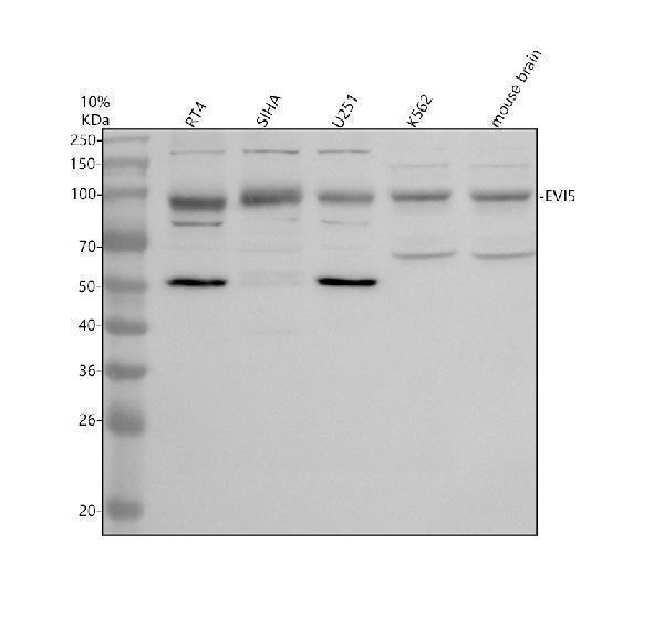 a06185 1 evi5 primary antibodies wb testing 1