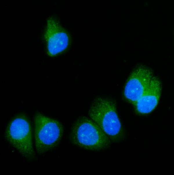  IF analysis of SRP54 using anti-SRP54 antibody (A06189-1)