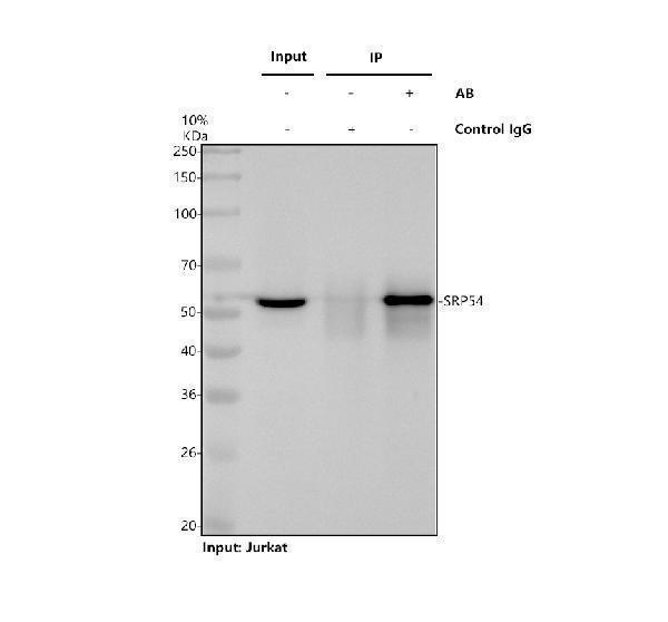 Immunoprecipitating SRP54 in Jurkat whole cell lysate