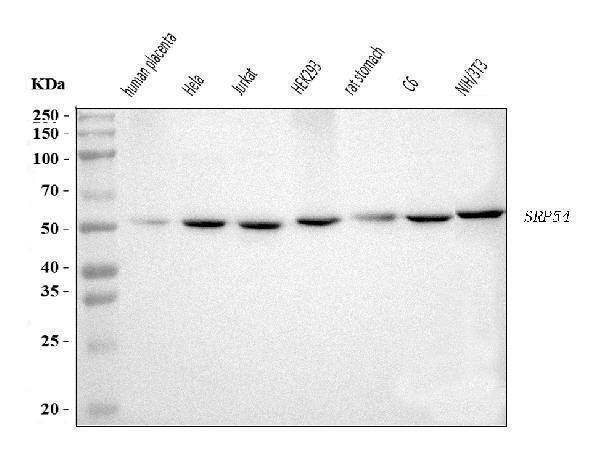  Western blot analysis of SRP54 using anti-SRP54 antibody (A06189-1)