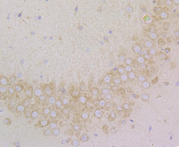 Immunohistochemical analysis of paraffin-embedded rat brain tissue using anti-SRP54 antibody