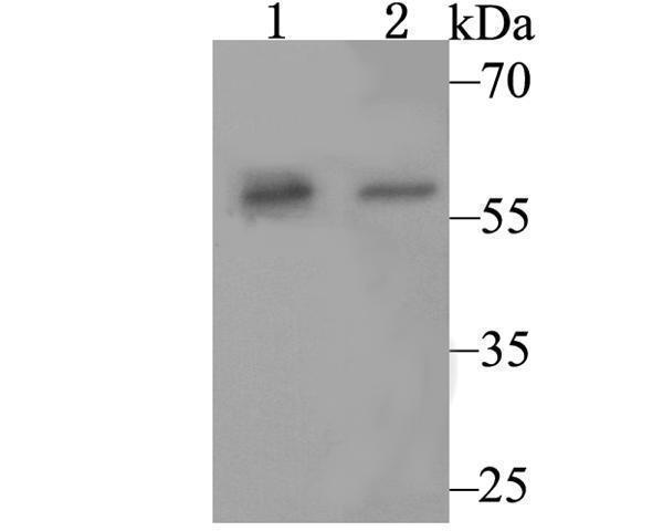 Western blot analysis of SRP54 on different lysates