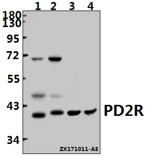 Western blot (WB) analysis of PD2R (E301) pAb at 1:1000 dilution
Lane1:The Eye tissue lysate of Mouse(40ug)
Lane2:The Eye tissue lysate of Rat(40ug)
Lane3:HCT116 whole cell lysate(40ug)
Lane4:HEK293T whole cell lysate(40ug)