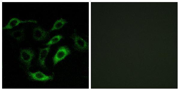 a06190 ptgdr primary antibodies if testing 1