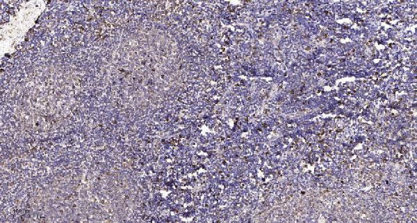Immunohistochemical analysis of paraffin-embedded human tonsil