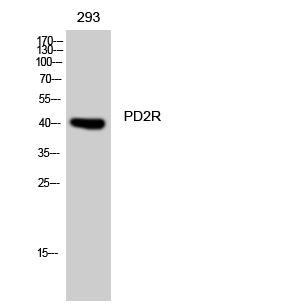 Western Blot analysis of 293 cells using PD2R Polyclonal Antibody diluted at 1:1000