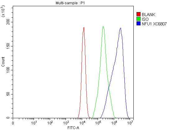 Flow Cytometry analysis of A549 cells using anti-NFU1 antibody (A06191-1)