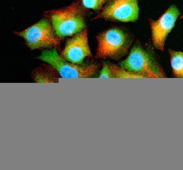 IF analysis of NFU1 using anti-NFU1 antibody (A06191-1) and anti-Beta Tubulin antibody (M01857-3)