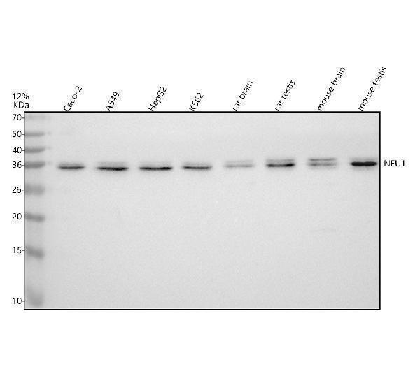 Western blot analysis of NFU1 using anti-NFU1 antibody (A06191-1)