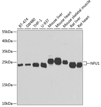 Western blot analysis of extracts of various cell lines, using NFU1 antibody  at 1:1000 dilution