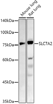 Western blot analysis of extracts of various cell lines, using SLC7A2 antibody  at 1:1000 dilution