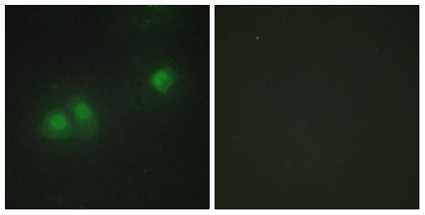 a06194 1 elavl2 primary antibodies if testing 1