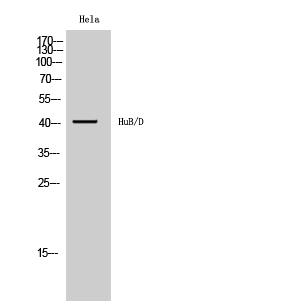 a06194 1 elavl2 primary antibodies wb testing 2