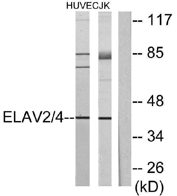 a06194 1 elavl2 primary antibodies wb testing 3