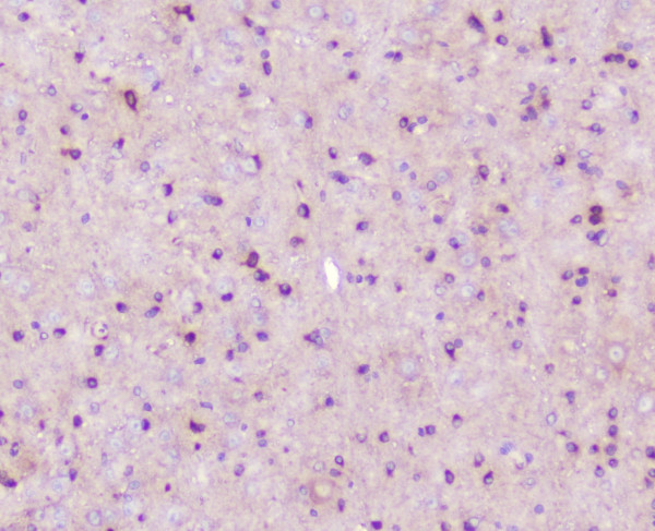 a06194 2 elavl2 hub primary antibodies ihc testing 3