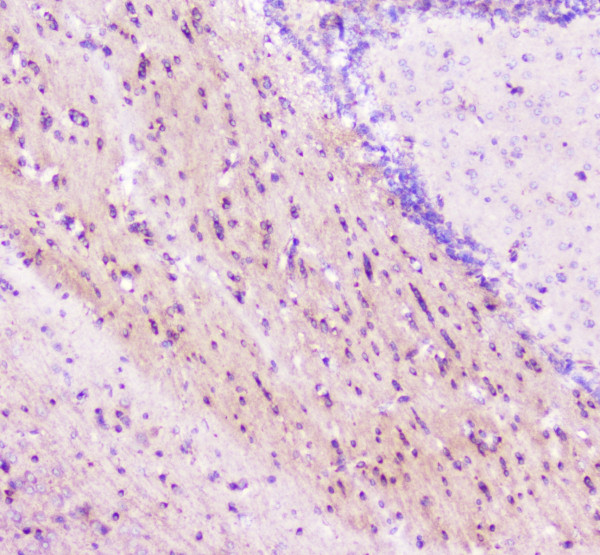 a06194 2 elavl2 hub primary antibodies ihc testing 4